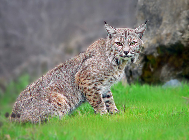 Waxahachie resident Jimmy Poarch believes a bobcat similar in appearance to this stock photo darted into his house Sunday evening.