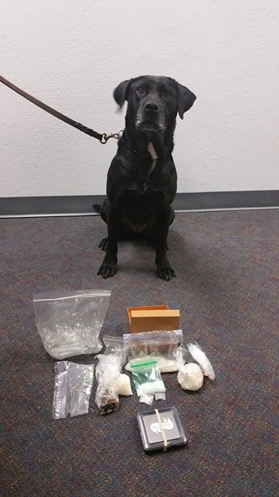 Midlothian Canine Officer Remi makes drug bust in on April 2.