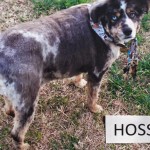 Hoss is described by family and neighbors as very gentle and super sweet.