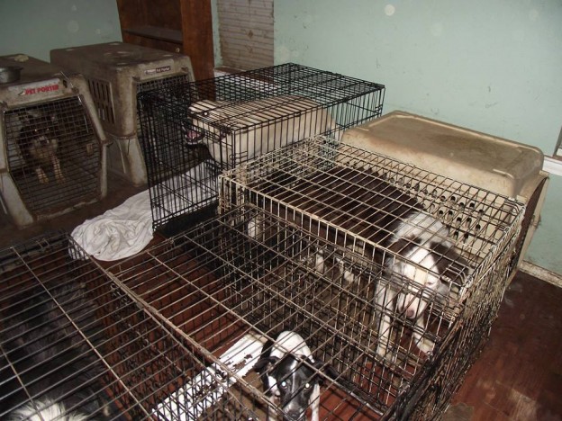 Photo of dogs caged without water or food inside the Maximum K-9 facility in Waxahachie.