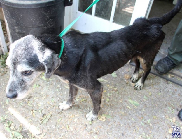 According to SPCA, "The dog was found to be emaciated and in need of medical attention."