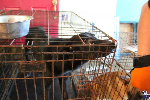 According to SPCA of Texas, "The dog was housed in a hot room surrounded by other crated dogs."