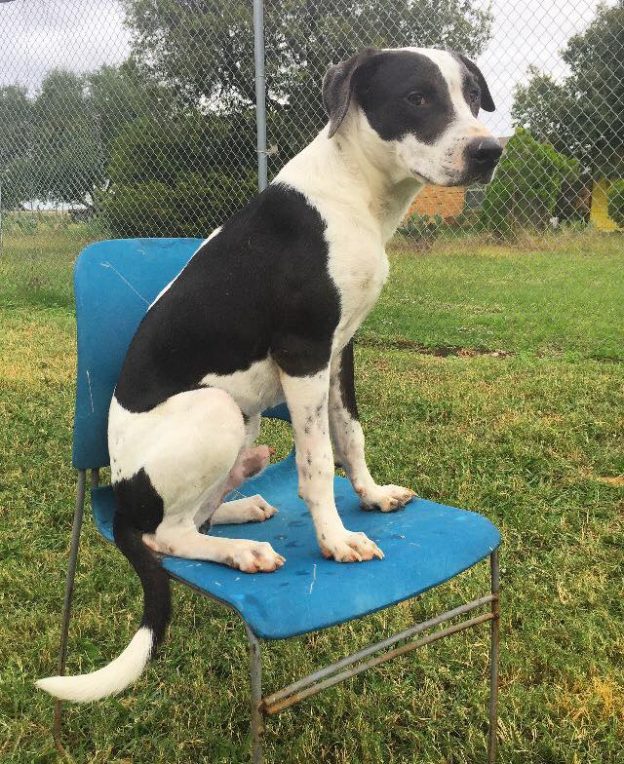 Bruiser is the Ellis County SPCA adoptable Pet of the Week for the week of November 6-12, 2016. He is an eight-month-old Staffordshire terrier mix.